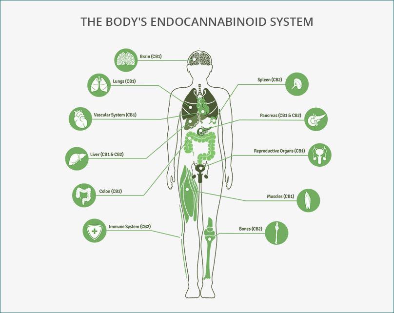 body endocannabinoid system